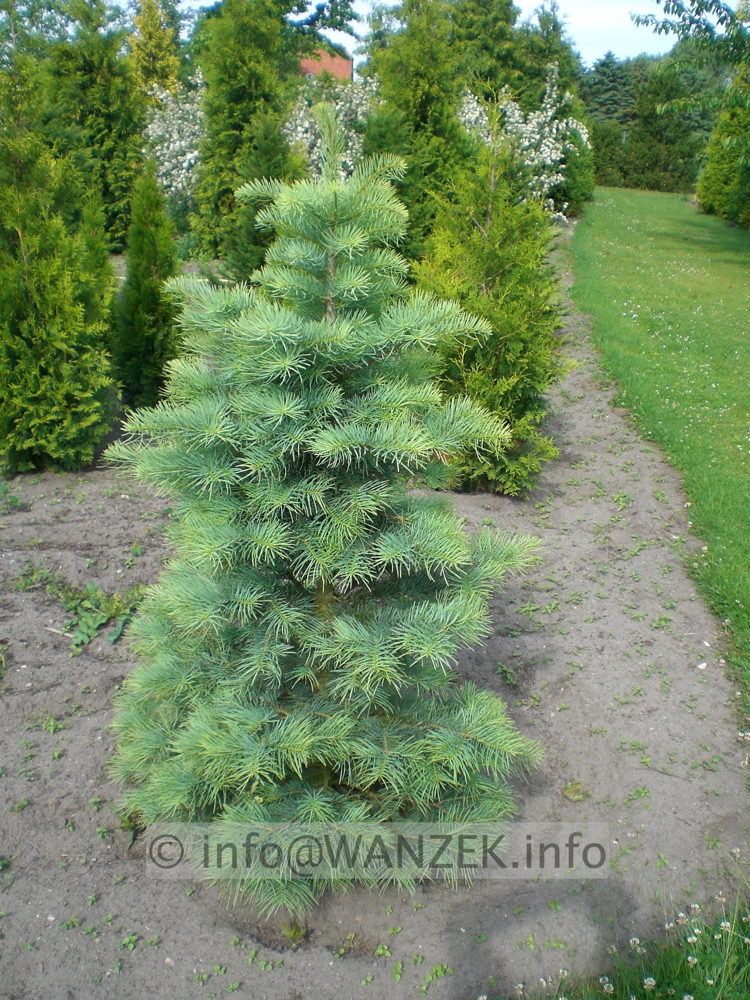 Abies concolor 150cm.JPG